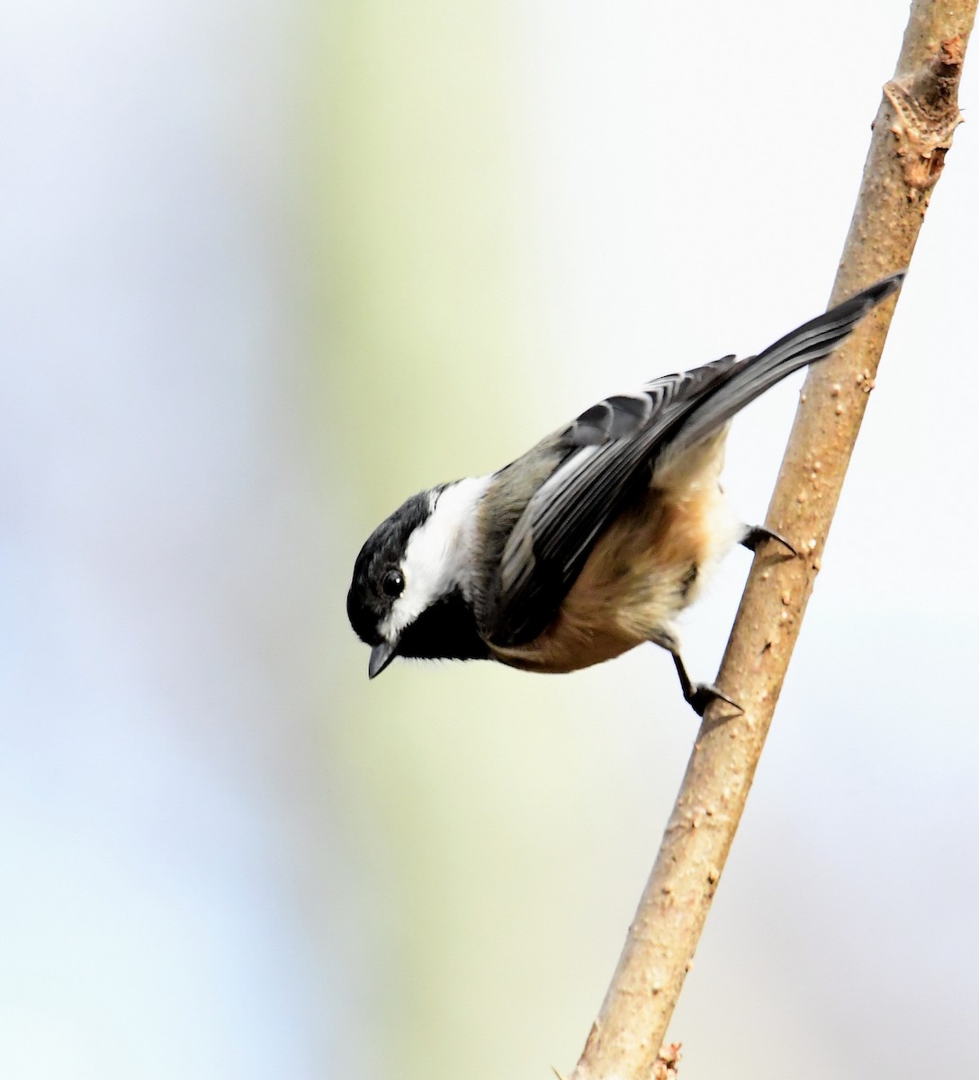 Black-capped Chickadee - ML293884681