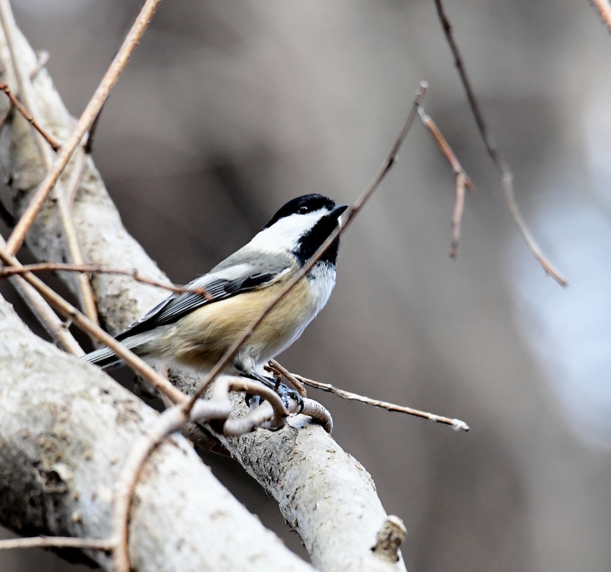 Black-capped Chickadee - ML293884731