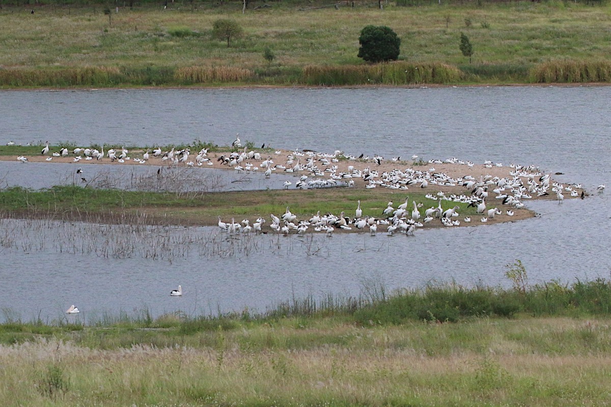 Australian Pelican - ML293884841