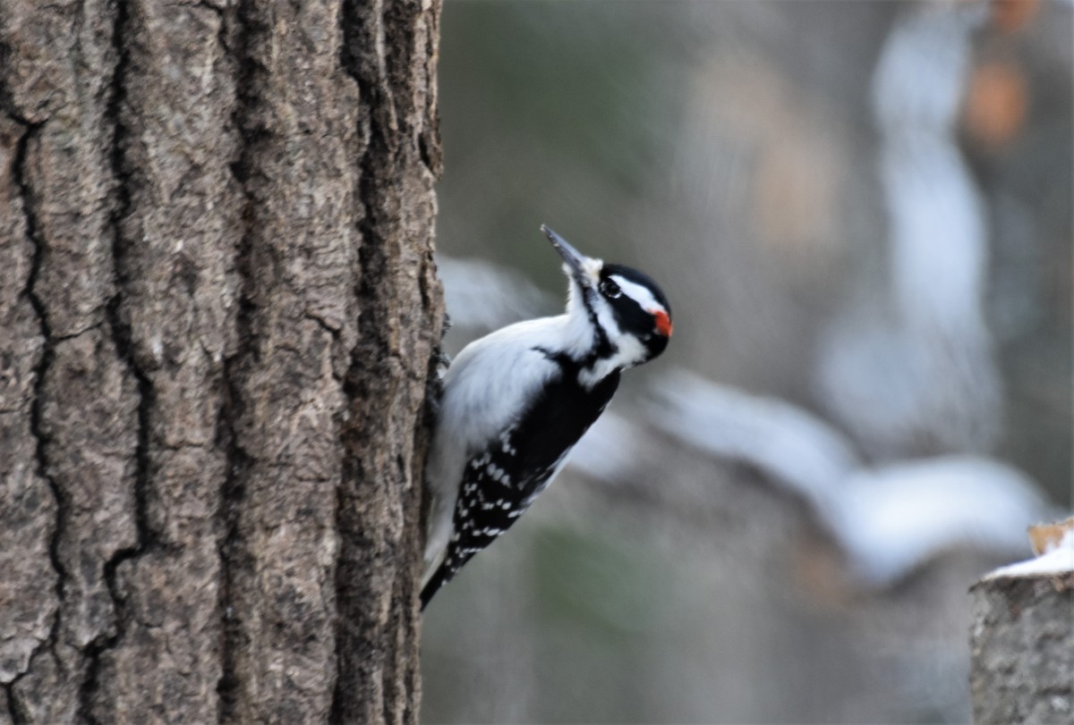 Hairy Woodpecker - ML293885291