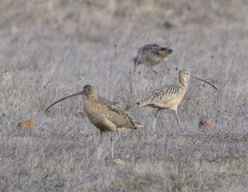 Long-billed Curlew - ML293887861