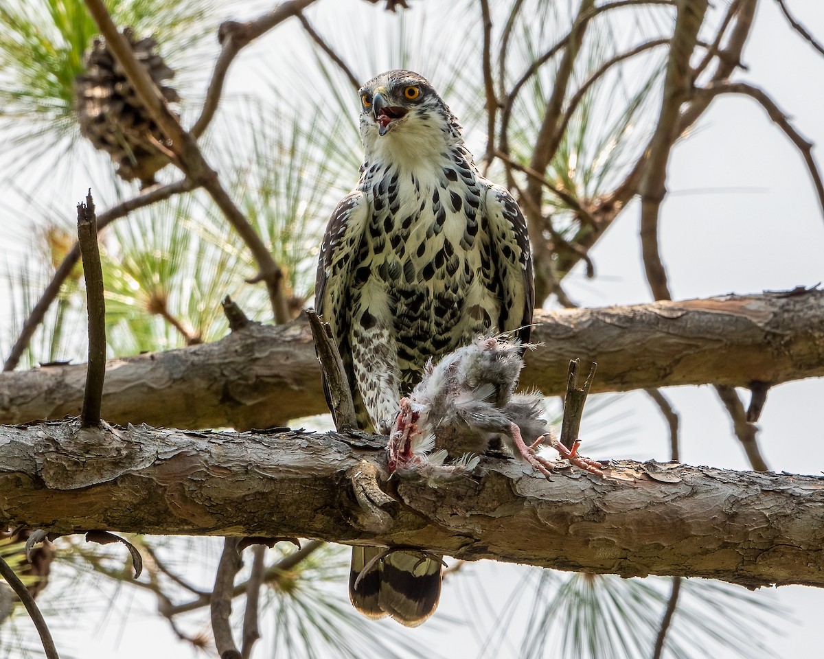 Ayres's Hawk-Eagle - Sean Davis