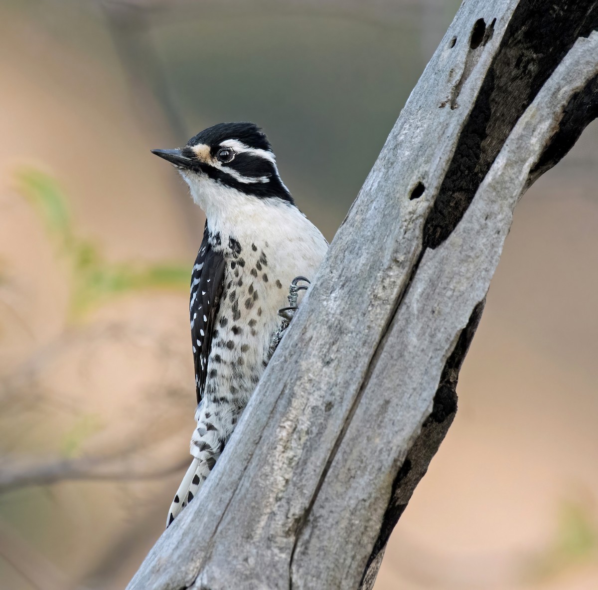 Nuttall's Woodpecker - Alison Davies