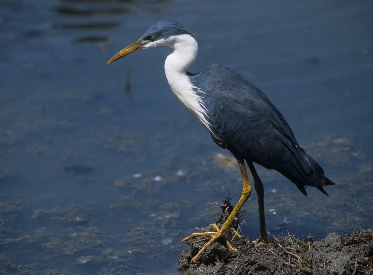 Pied Heron - Bruce Robinson