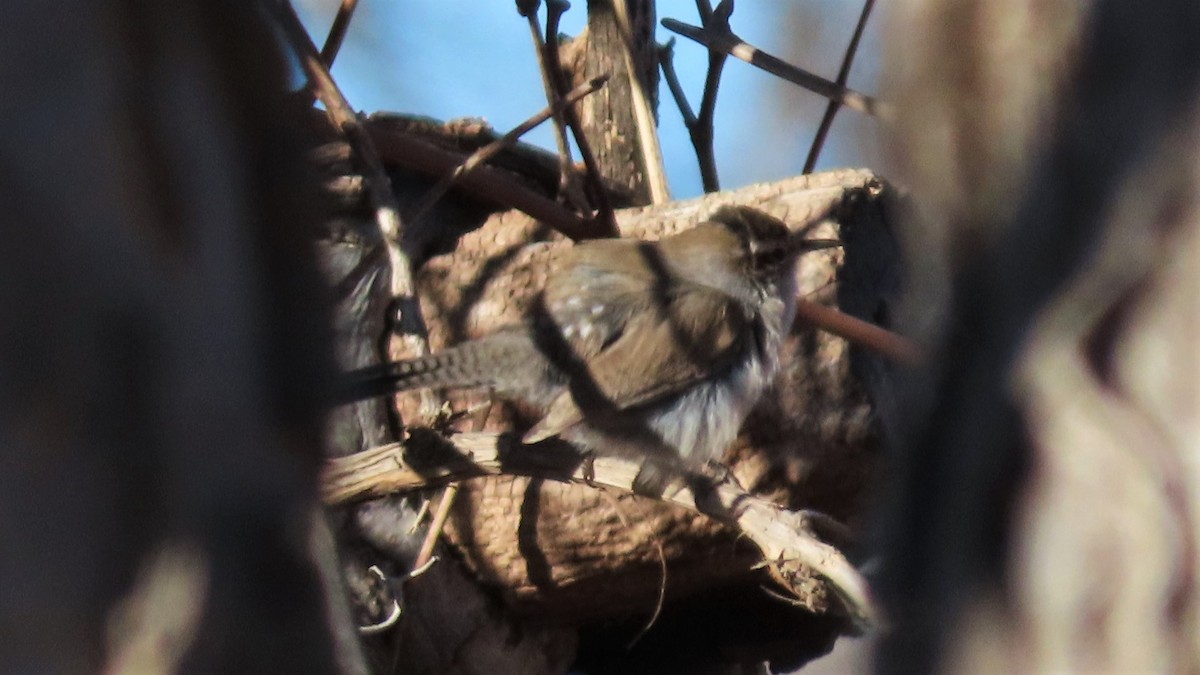 Bewick's Wren - ML293891951