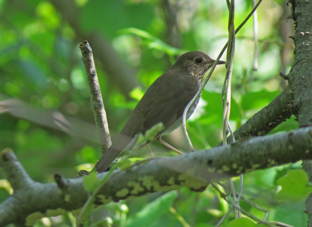 Gray-cheeked/Bicknell's Thrush - Tom Boyle