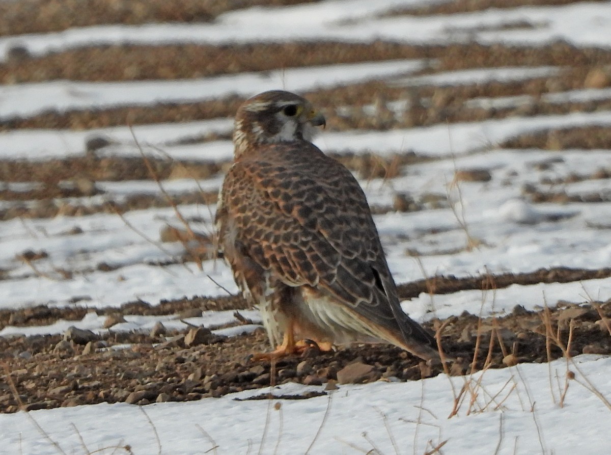 Prairie Falcon - ML293893941