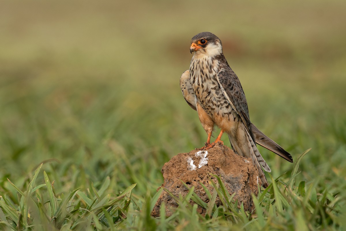 Amur Falcon - Aseem Kothiala