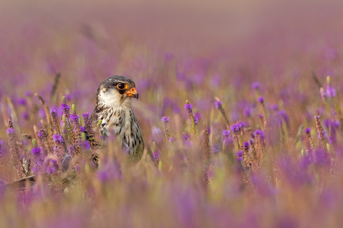 Amur Falcon - Aseem Kothiala