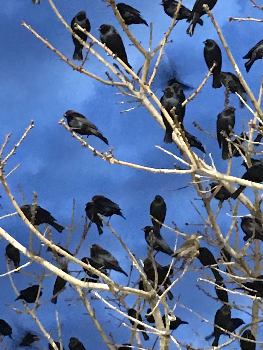 Brown-headed Cowbird - ML293897141
