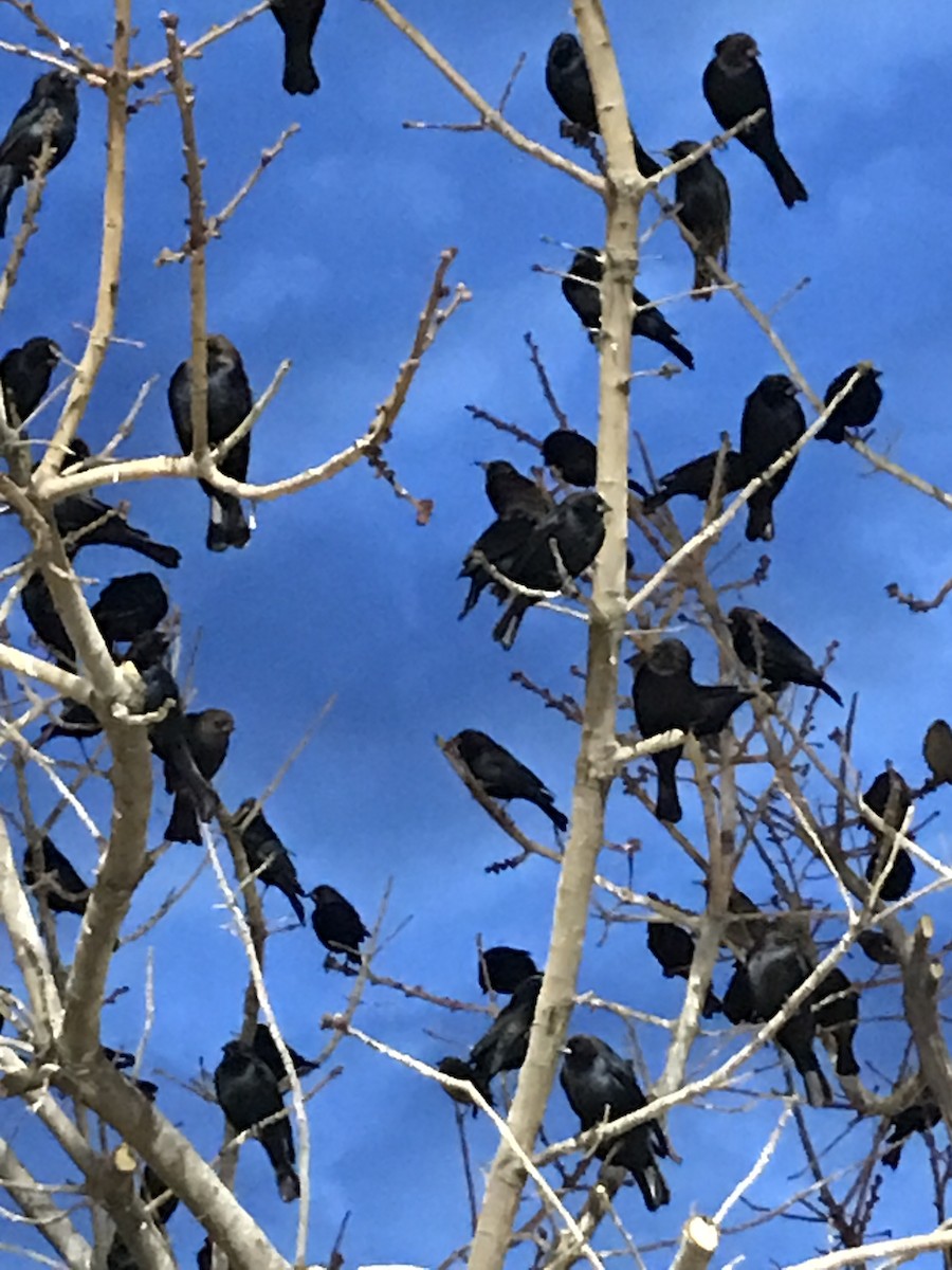 Brown-headed Cowbird - ML293897161