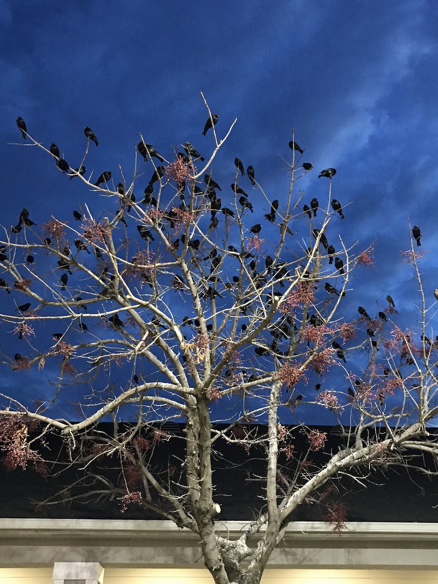 Brown-headed Cowbird - ML293897201