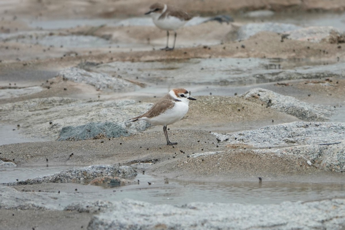 White-faced Plover - ML293897591