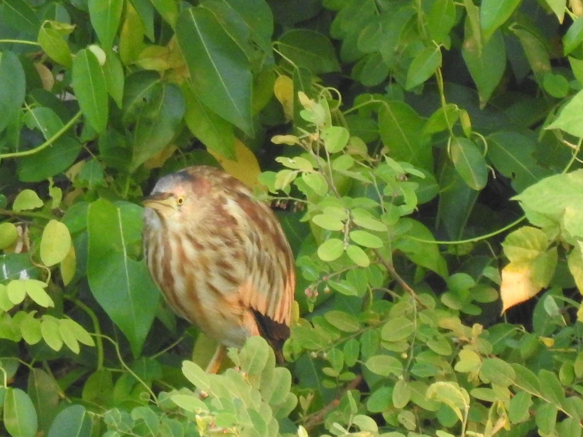 Yellow Bittern - ML293899751