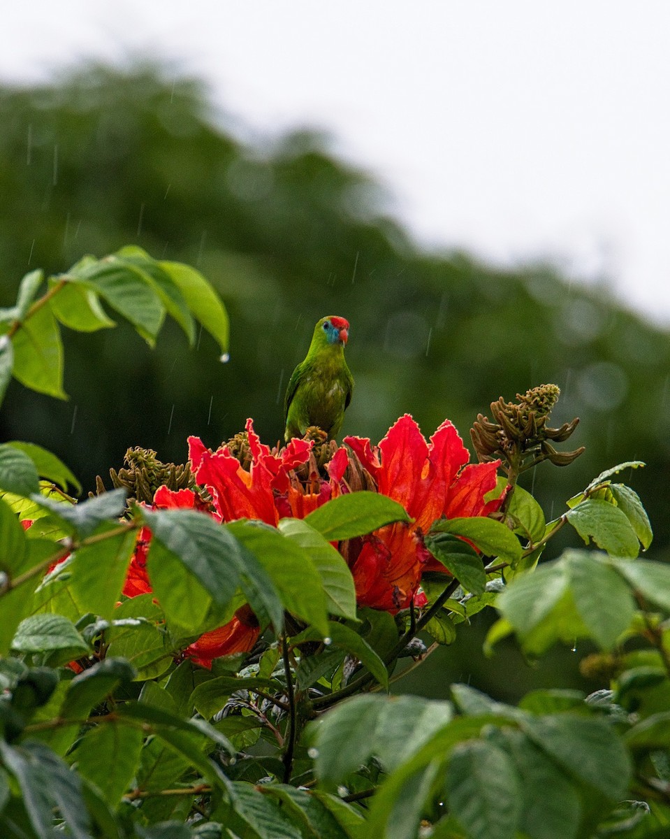 Philippine Hanging-Parrot - Joseph Riel Senga