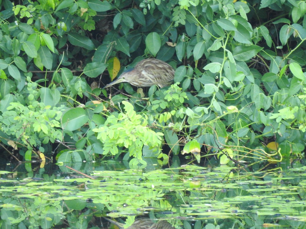 Yellow Bittern - ML293899801