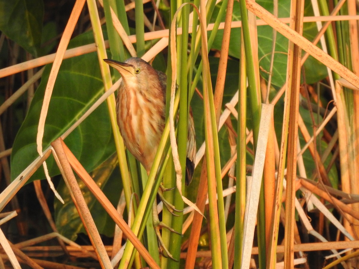 Yellow Bittern - ML293899941