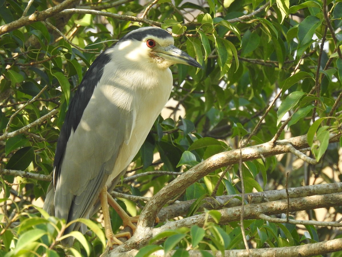 Black-crowned Night Heron - ML293900411