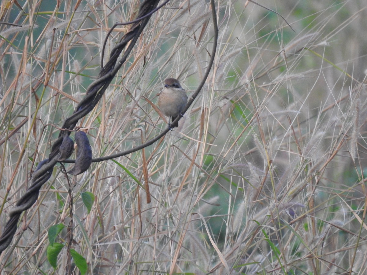 Brown Shrike - ML293900501