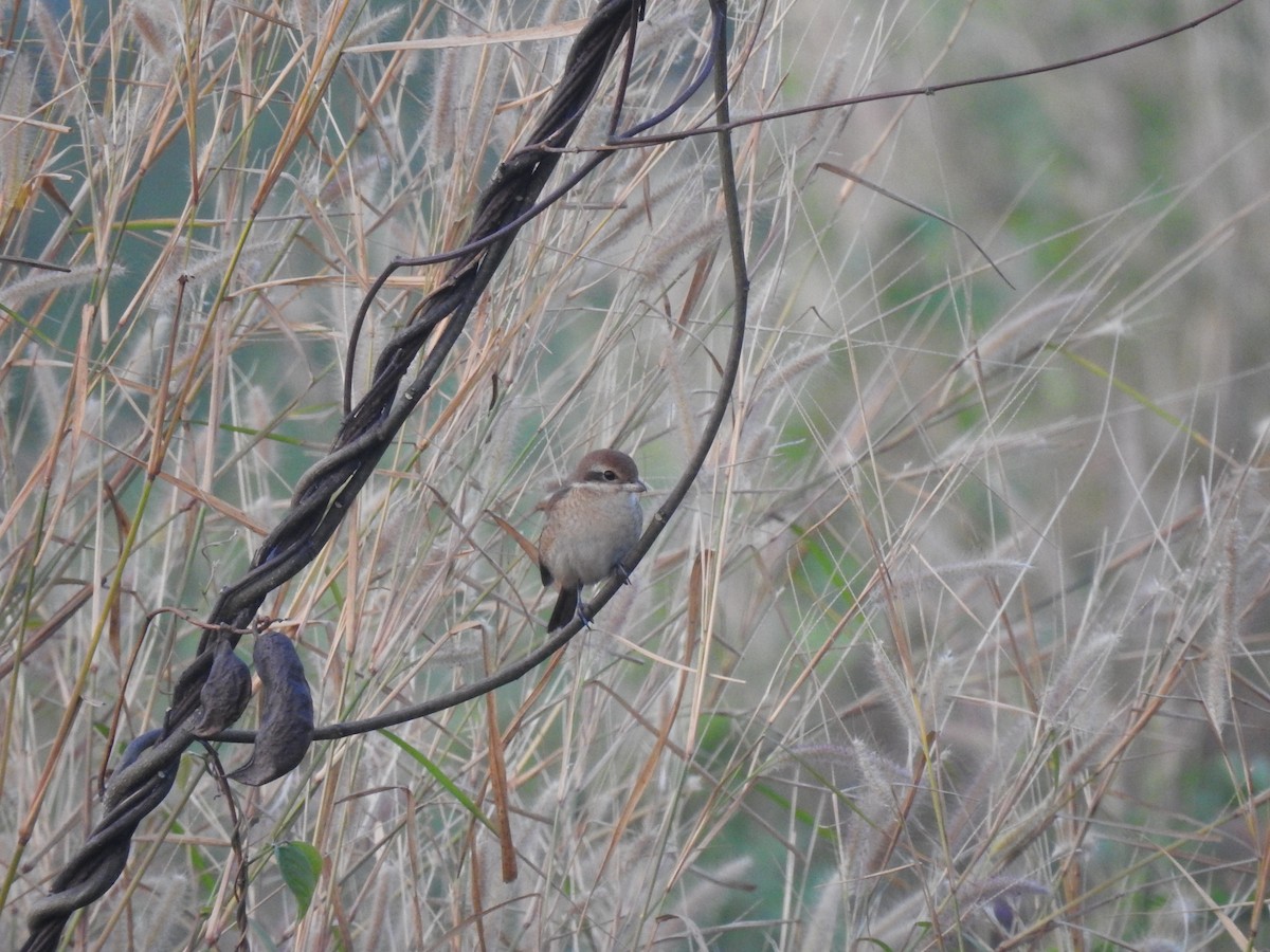 Brown Shrike - ML293900531