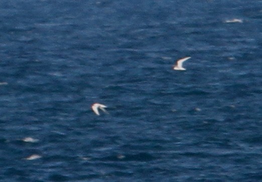 Roseate Tern - mitchell HARRIS