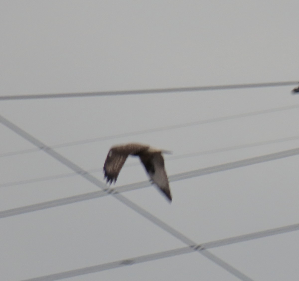 Rough-legged Hawk - Kevin McGrath