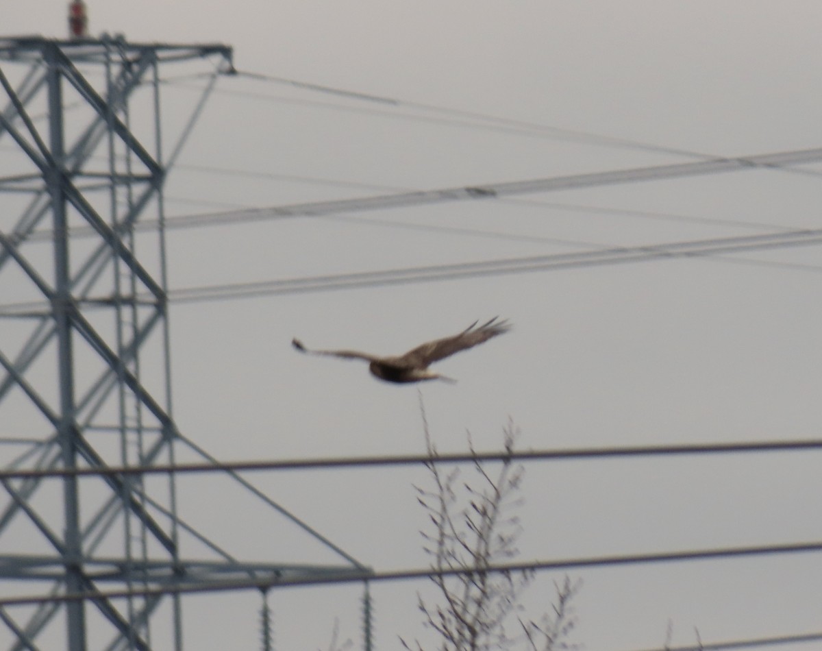 Rough-legged Hawk - Kevin McGrath