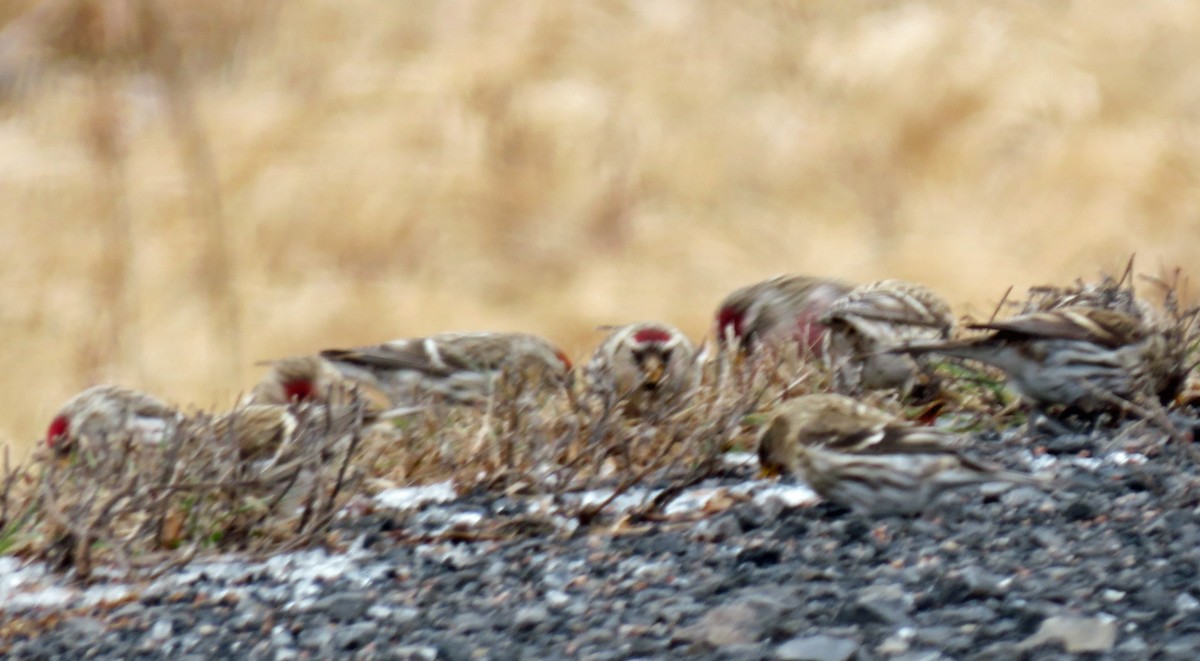 Common Redpoll - ML293904421