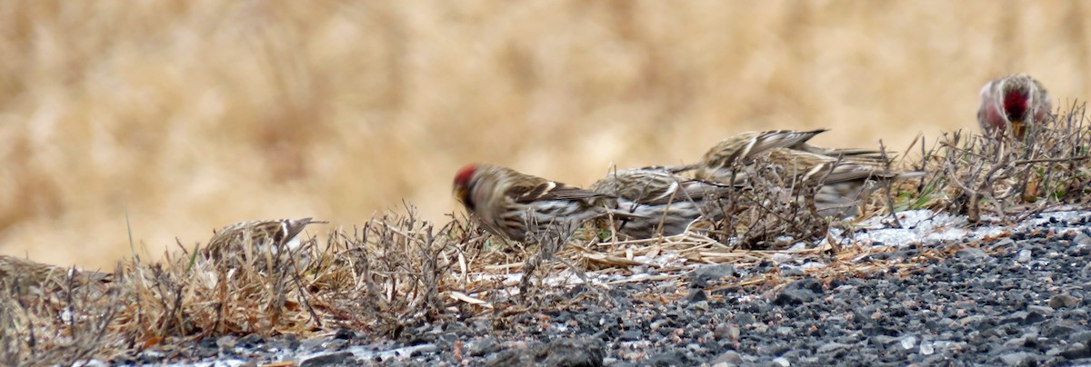 Common Redpoll - Kevin McGrath