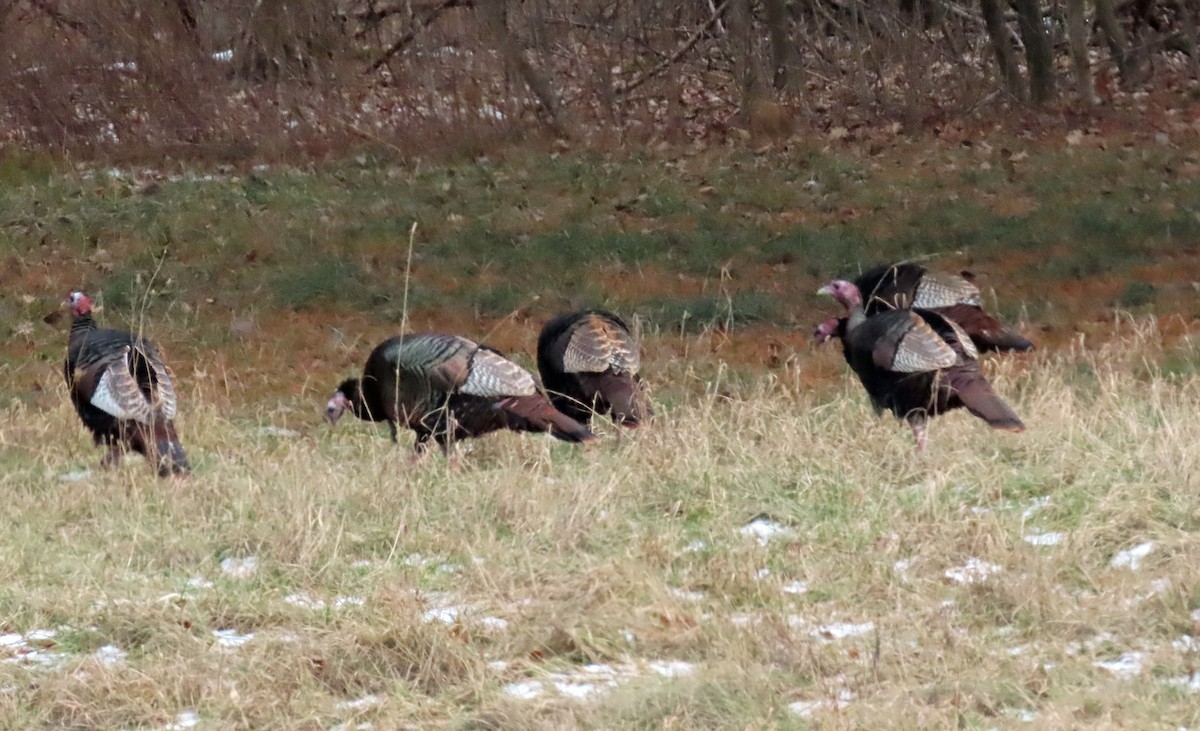 Wild Turkey - ML293904761