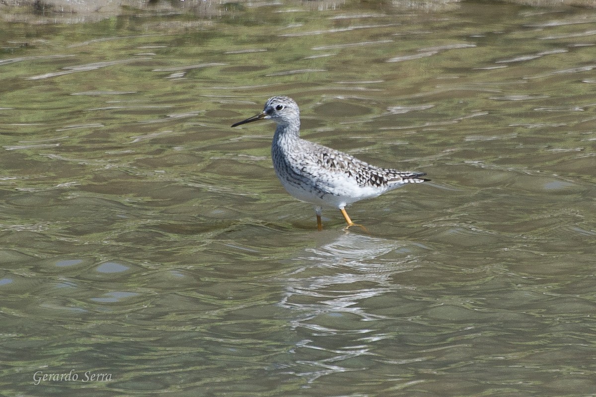 Lesser Yellowlegs - Gerardo Serra