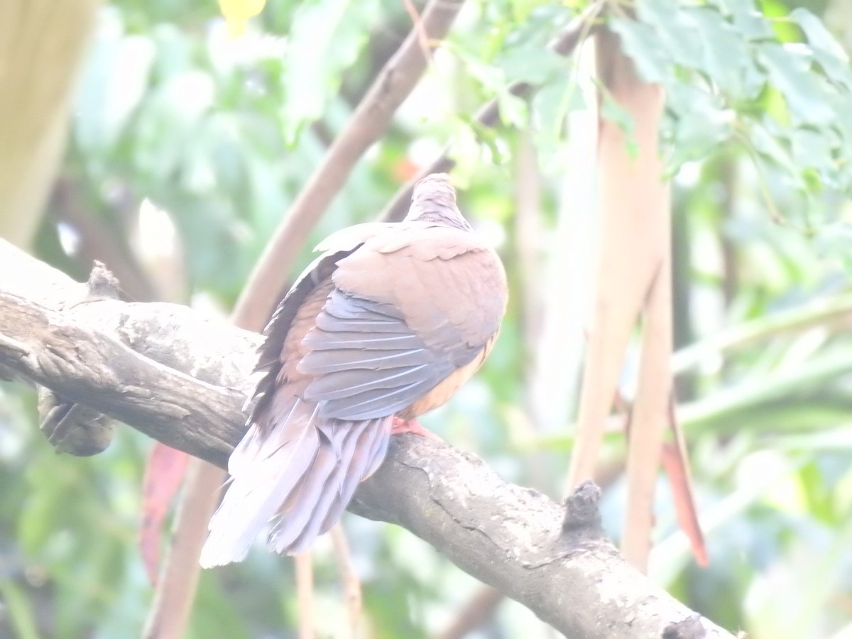 Brown Cuckoo-Dove - Mark Tarnawski