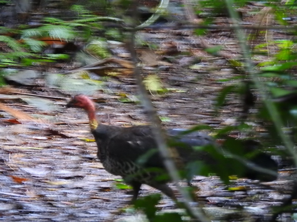 Australian Brushturkey - ML293906851