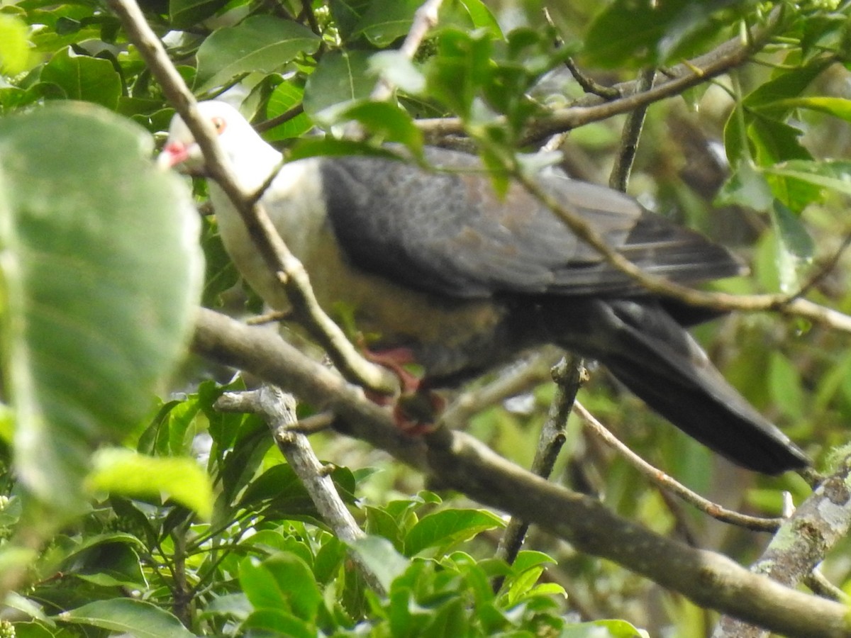 Pigeon leucomèle - ML293906861