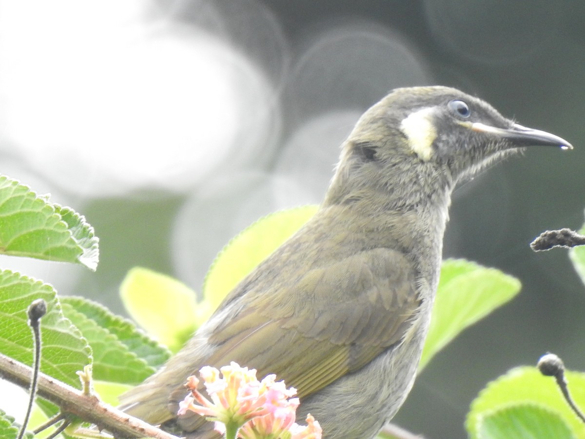 Lewin's Honeyeater - Mark Tarnawski