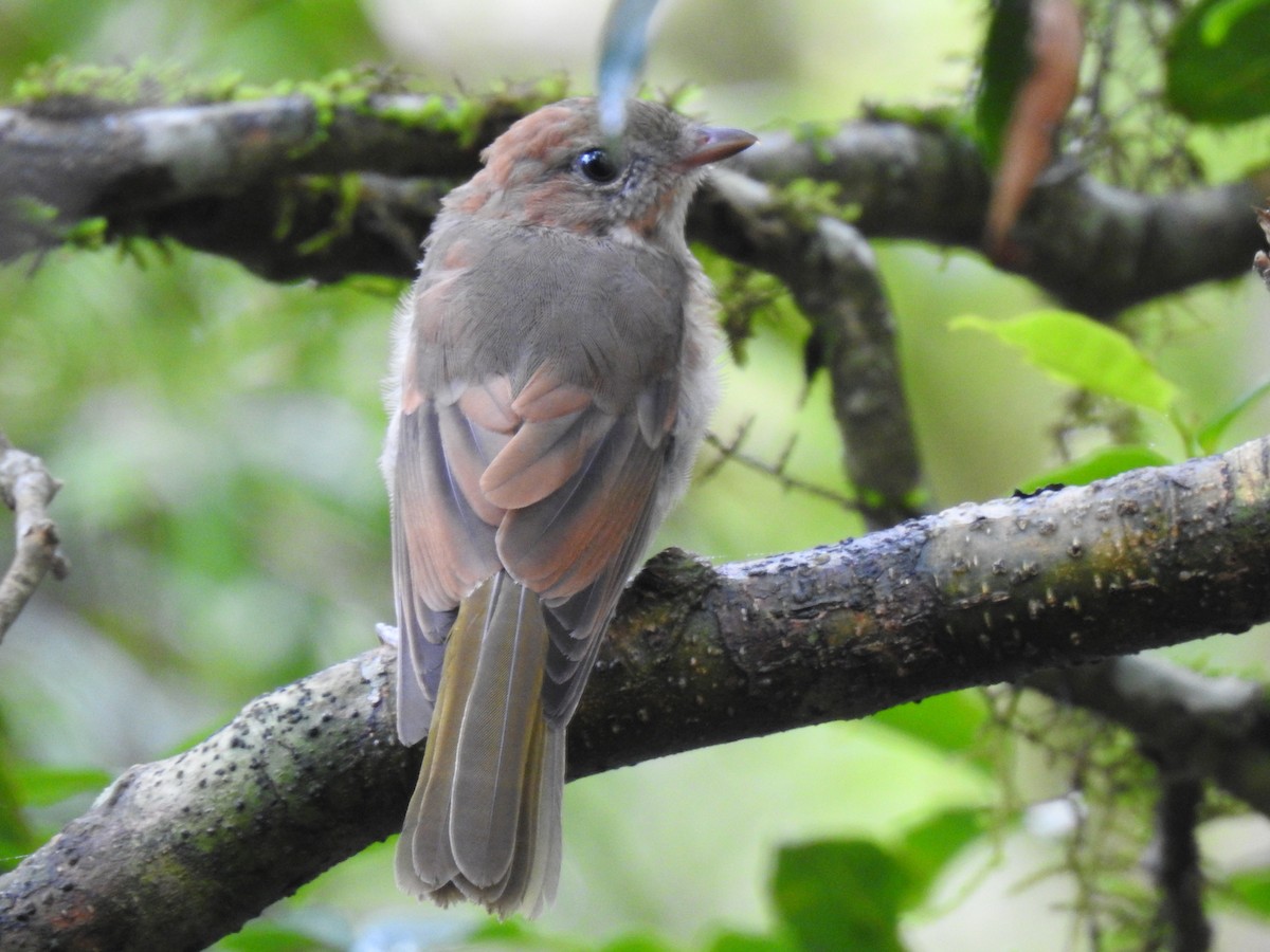 Golden Whistler - ML293907091