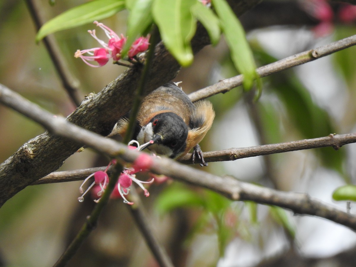 Eastern Spinebill - Mark Tarnawski