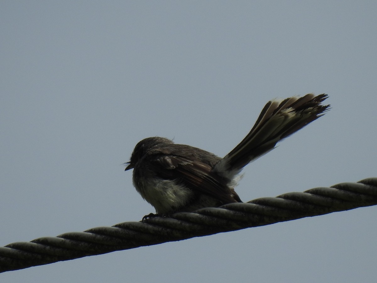 Gray Fantail - Mark Tarnawski