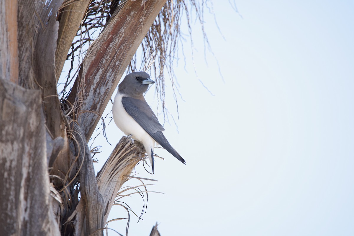 White-breasted Woodswallow - ML293909071