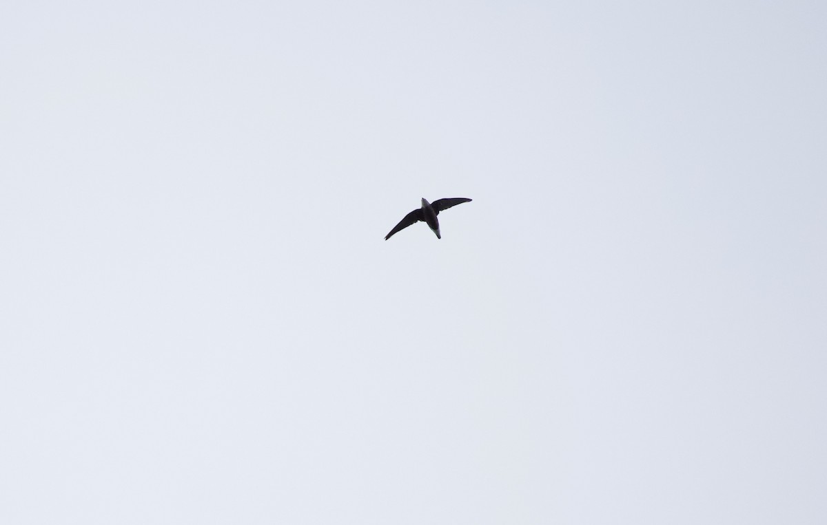 White-throated Needletail - ML293909511