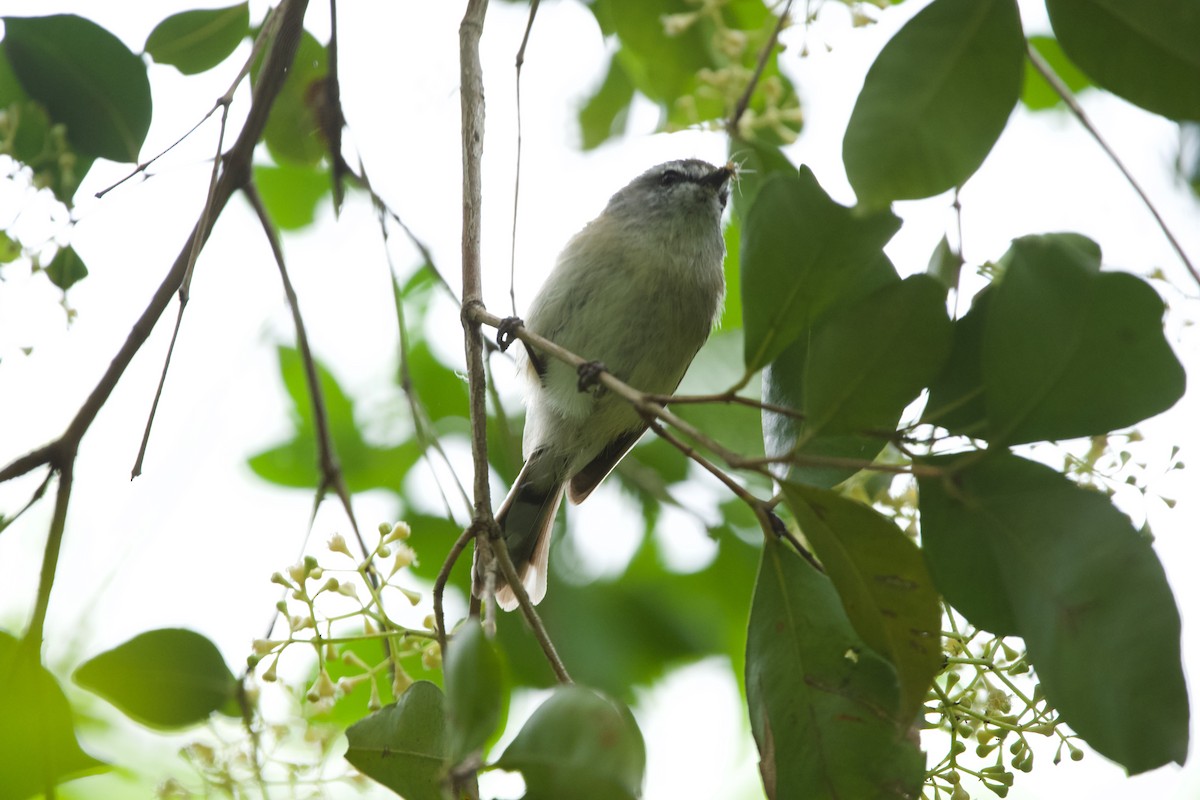 Brown Gerygone - Jordan Aquilina