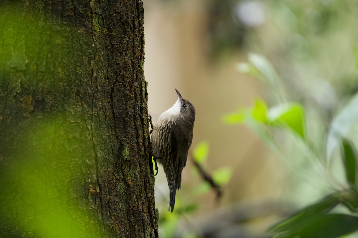 White-throated Treecreeper - ML293909781