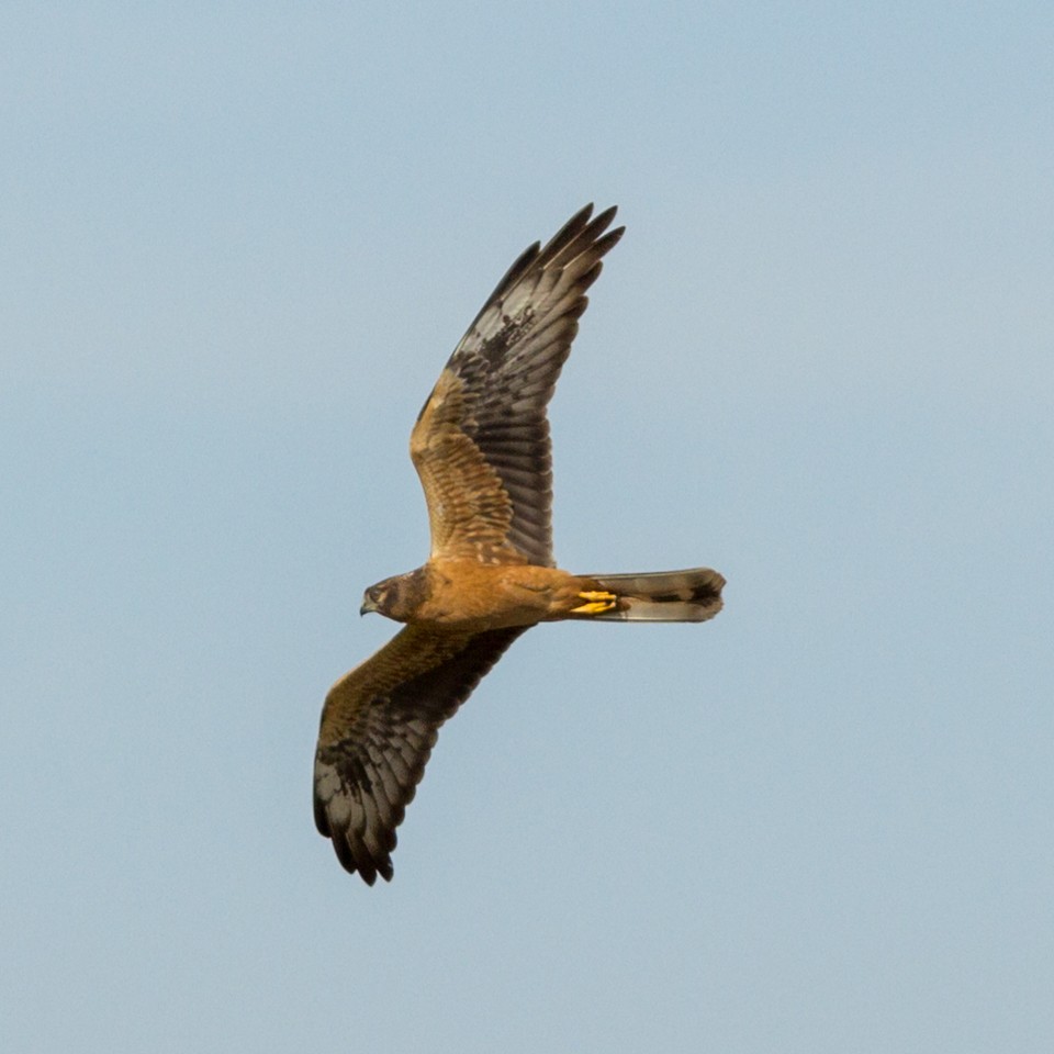 Pallid Harrier - Clark Edmeades