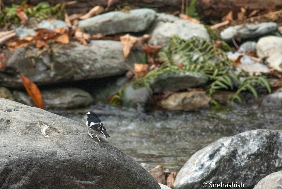 Little Forktail - Kumar Snehashish