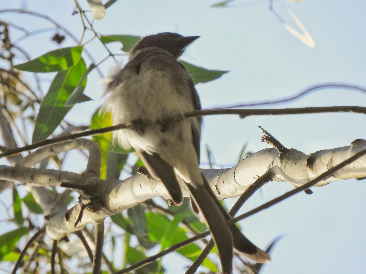 White-bellied Drongo - ML293915781