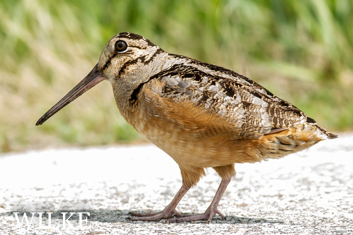 American Woodcock - ML29391661