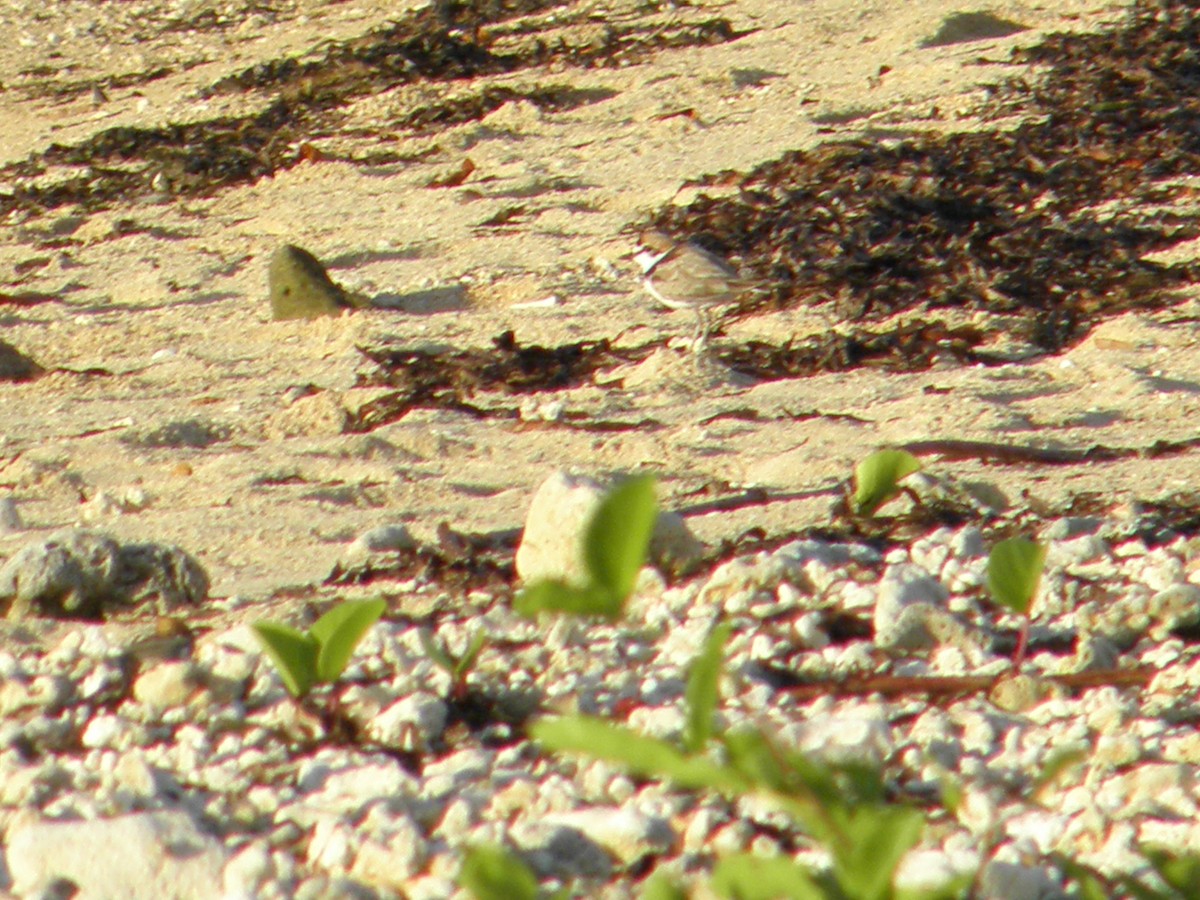 Malaysian Plover - ML293918141