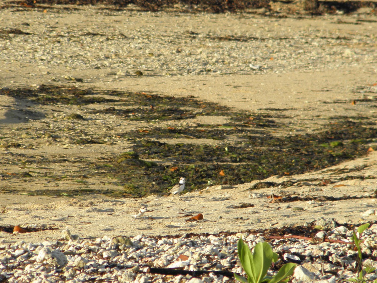 Malaysian Plover - ML293918181