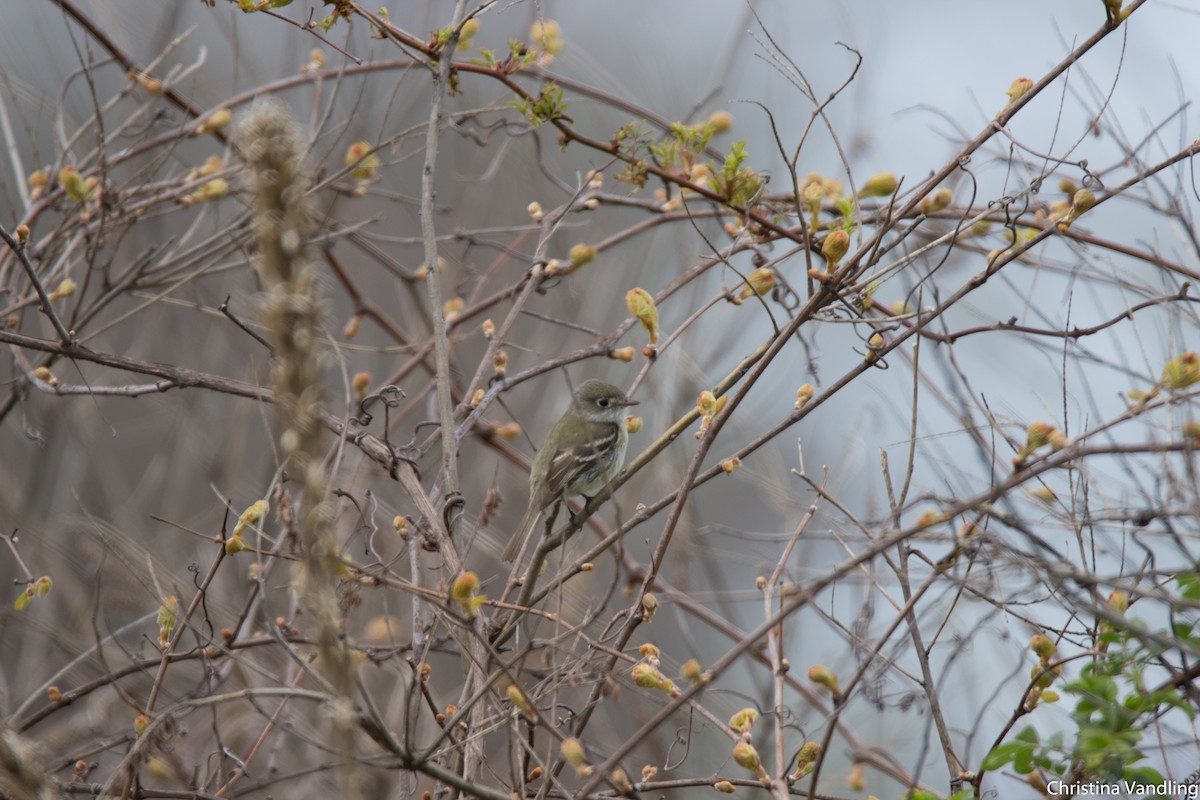 Least Flycatcher - ML29392001