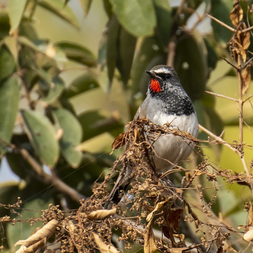 Himalayan Rubythroat - ML293920021